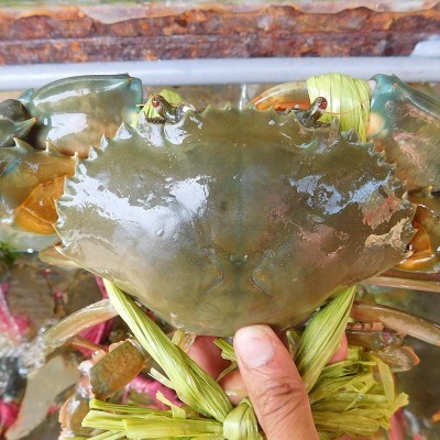CUA THỊT Loại 1