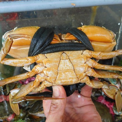 CUA THỊT Loại 2