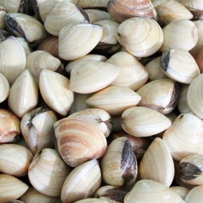 NGHÊU (Hàng sống)