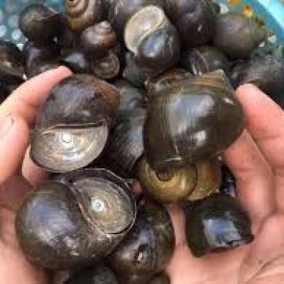 ỐC BƯƠU (Hàng sống)