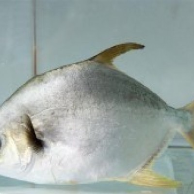 CÁ CHIM BIỂN