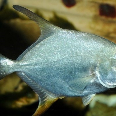 CÁ CHIM BIỂN