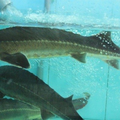 CÁ TẦM (Hàng sống)