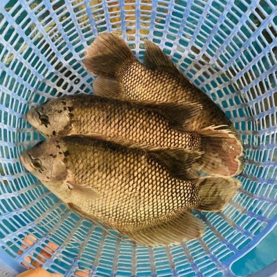 CÁ TAI TƯỢNG