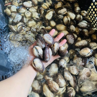 SÒ LÔNG Loại 2