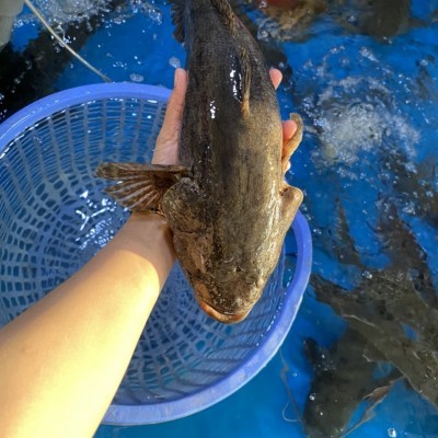CÁ BỐNG TƯỢNG (Hàng sống)