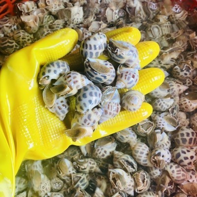 ỐC HƯƠNG Loại 3 (Hàng sống)