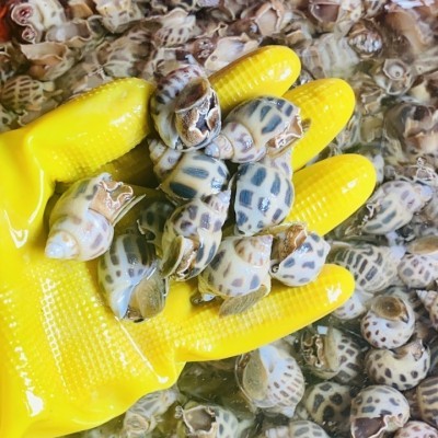 ỐC HƯƠNG Loại 3 (Hàng sống)