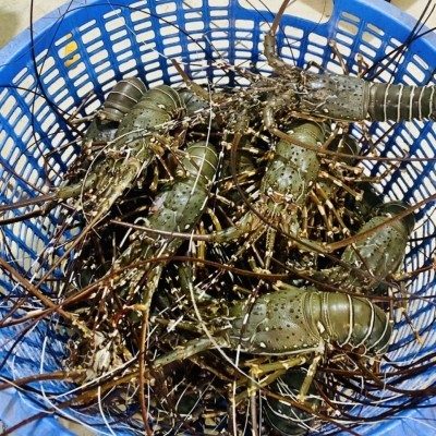 TÔM HÙM XANH LOẠI 1