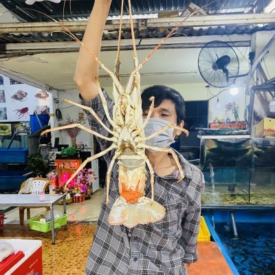 TÔM HÙM XANH LOẠI 1