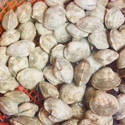 NGAO BIỂN Loại 2 (Hàng sống)