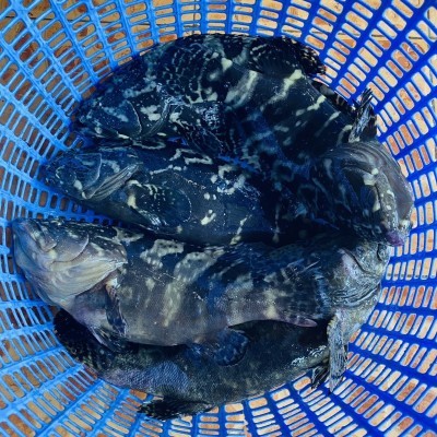 CÁ BỐNG MÚ (Hàng sống)